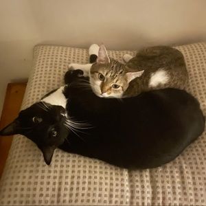 Meet your Posher, Lacey